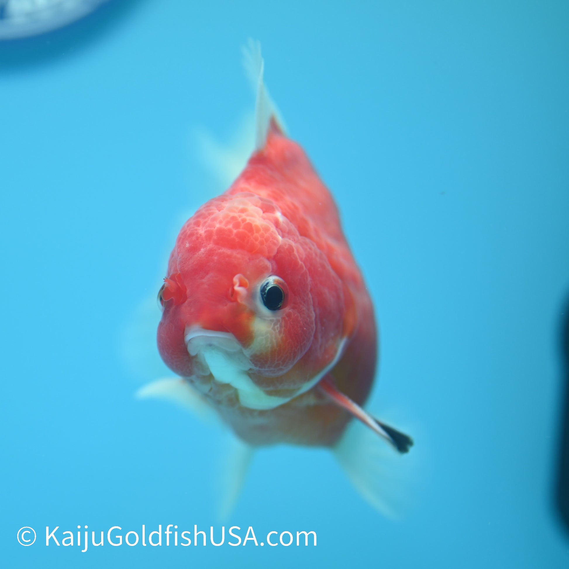 Sakura Short Tail Oranda 4-4.5 inches (240329_OR05) - Kaiju Goldfish USA