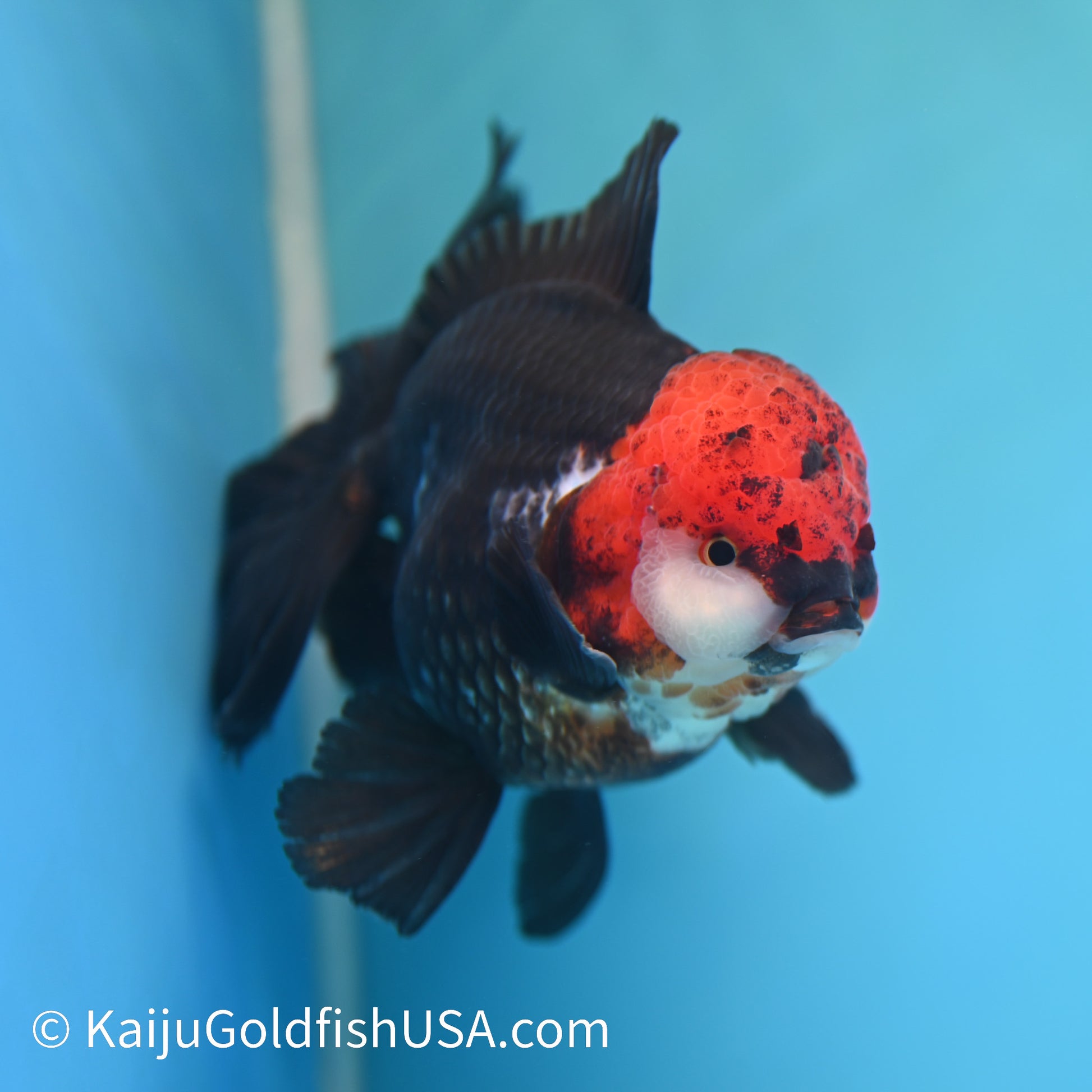 Jumbo Tricolor Rose Tail Oranda 6.5 inches(240503_OR05) - Kaiju Goldfish USA