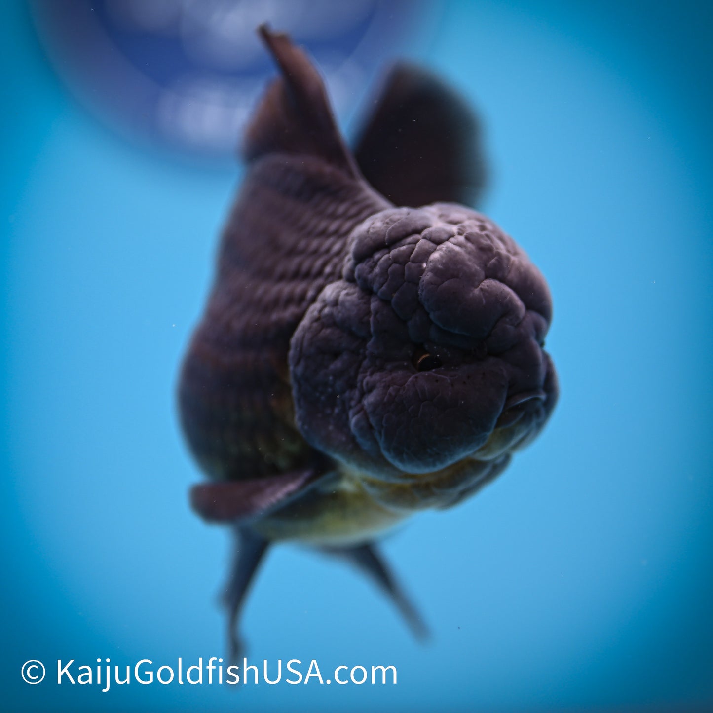 Jet Black Rose Tail Oranda 4.5-5 inches (240322_OR5) - Kaiju Goldfish USA