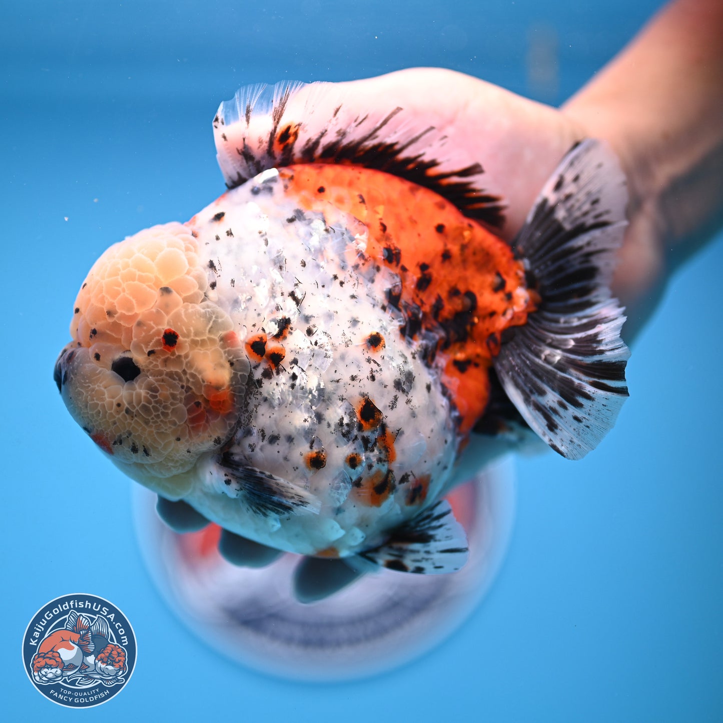 Jumbo Shogun Godzilla Calico Oranda 5in Body (240823_OR5) - Overnight shipping only - Kaiju Goldfish USA