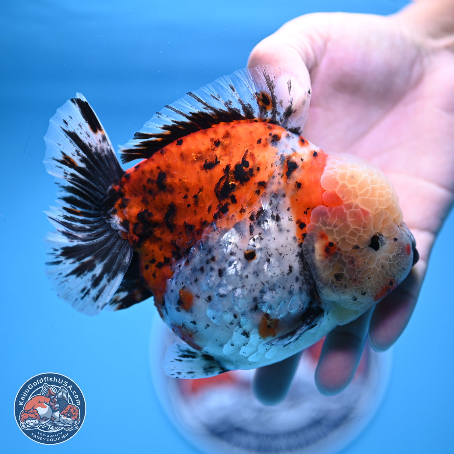 Jumbo Shogun Godzilla Calico Oranda 5in Body (240823_OR5) - Overnight shipping only - Kaiju Goldfish USA