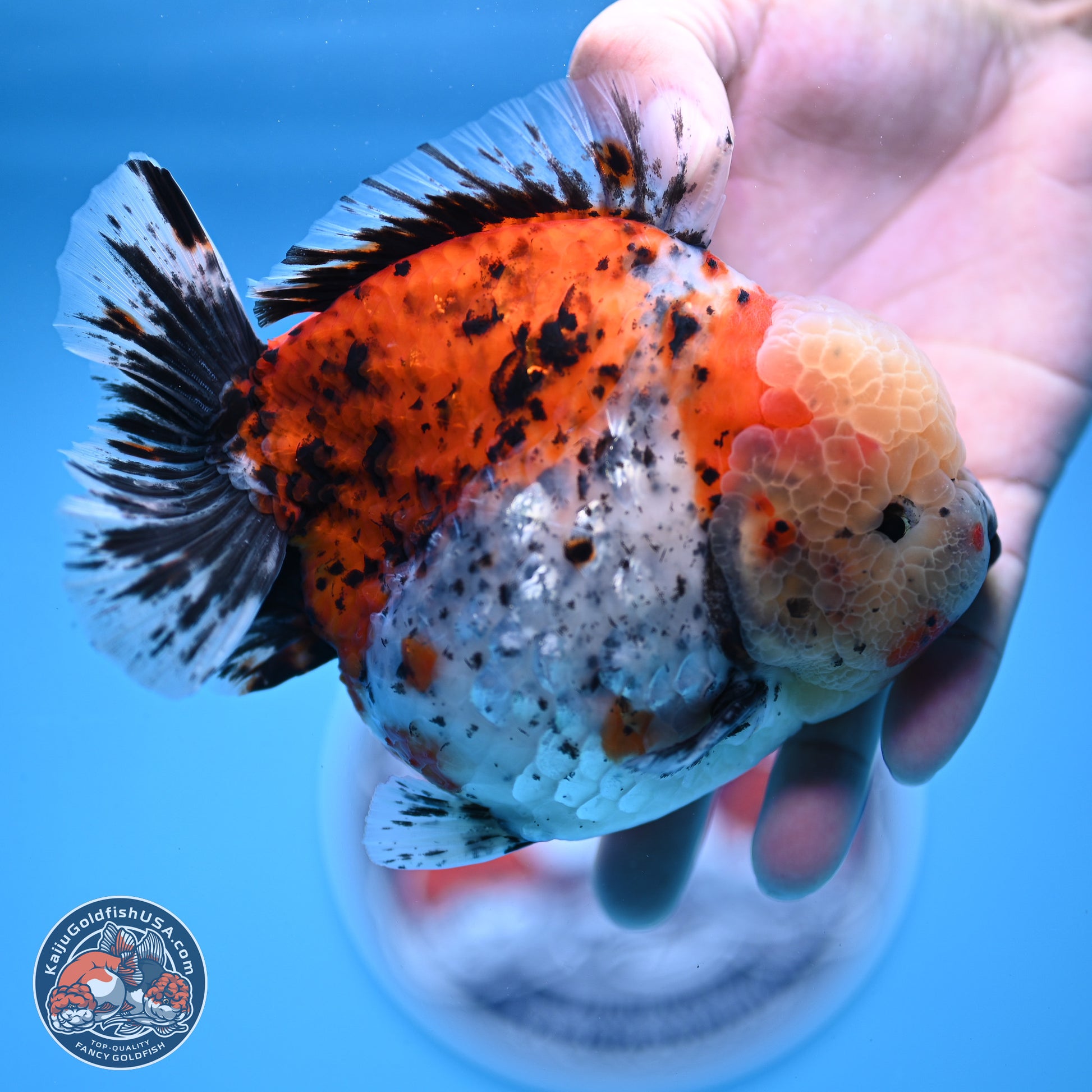 Jumbo Shogun Godzilla Calico Oranda 5in Body (240823_OR5) - Overnight shipping only - Kaiju Goldfish USA