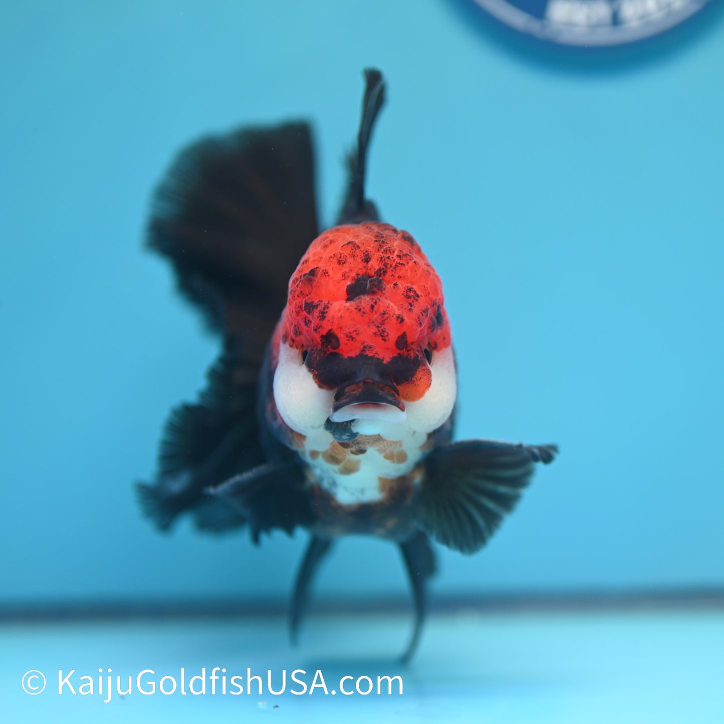 Jumbo Tricolor Rose Tail Oranda 6.5 inches(240503_OR05) - Kaiju Goldfish USA