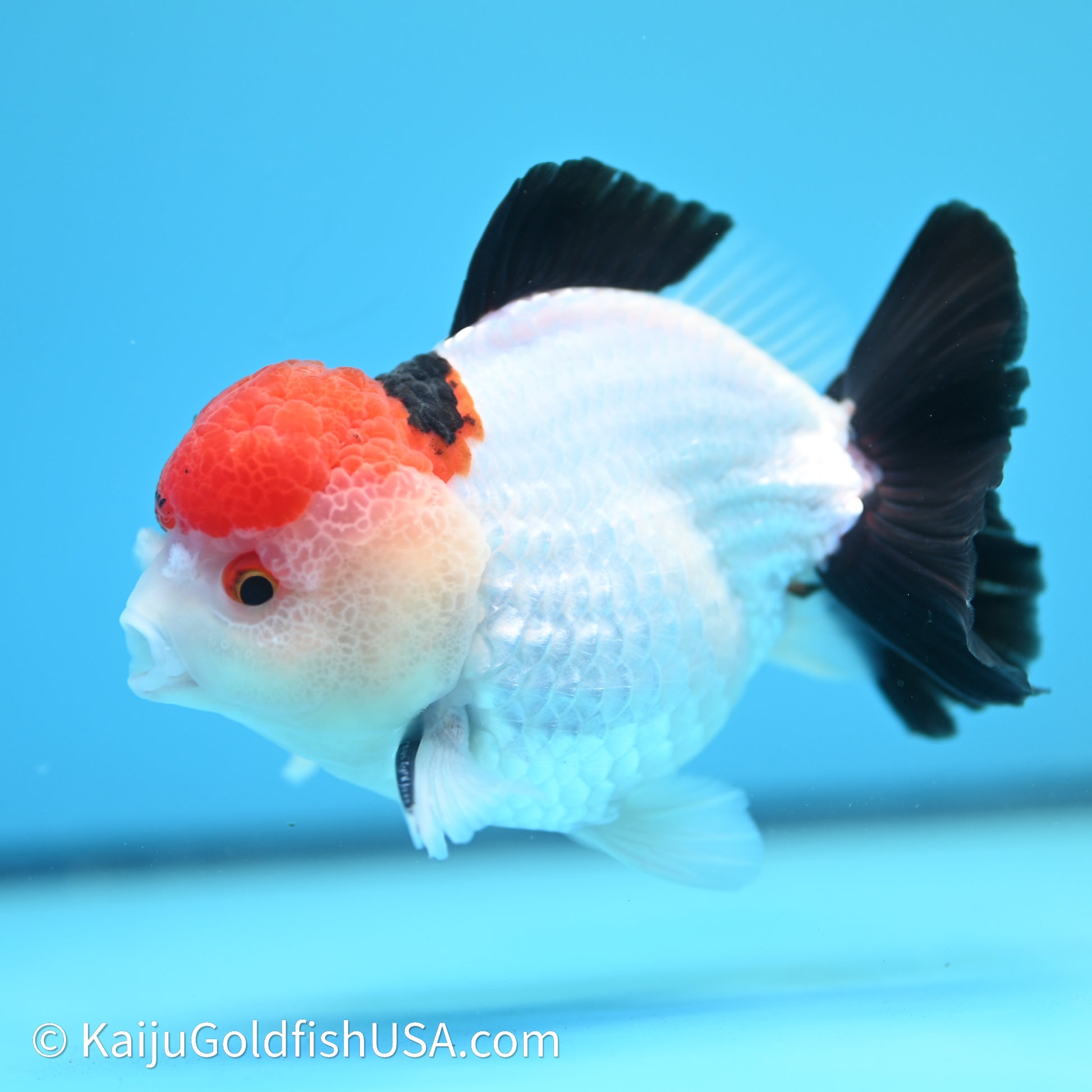 Red Cap Tricolor YuanBao Oranda 4in body (240607_OR05) - Kaiju Goldfish USA