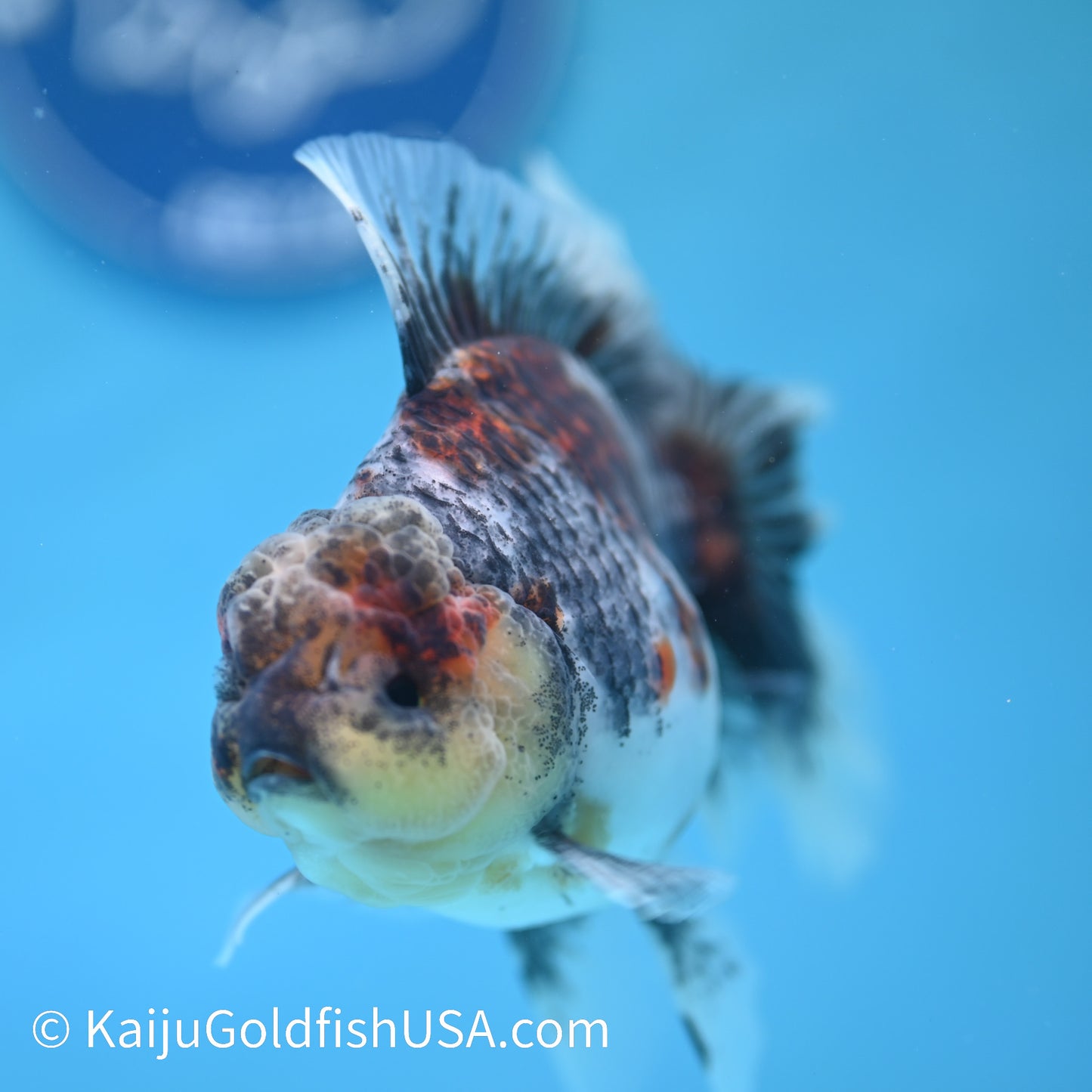 Kirin Rose Tail Oranda 5 inches (240412_OR5) - Kaiju Goldfish USA