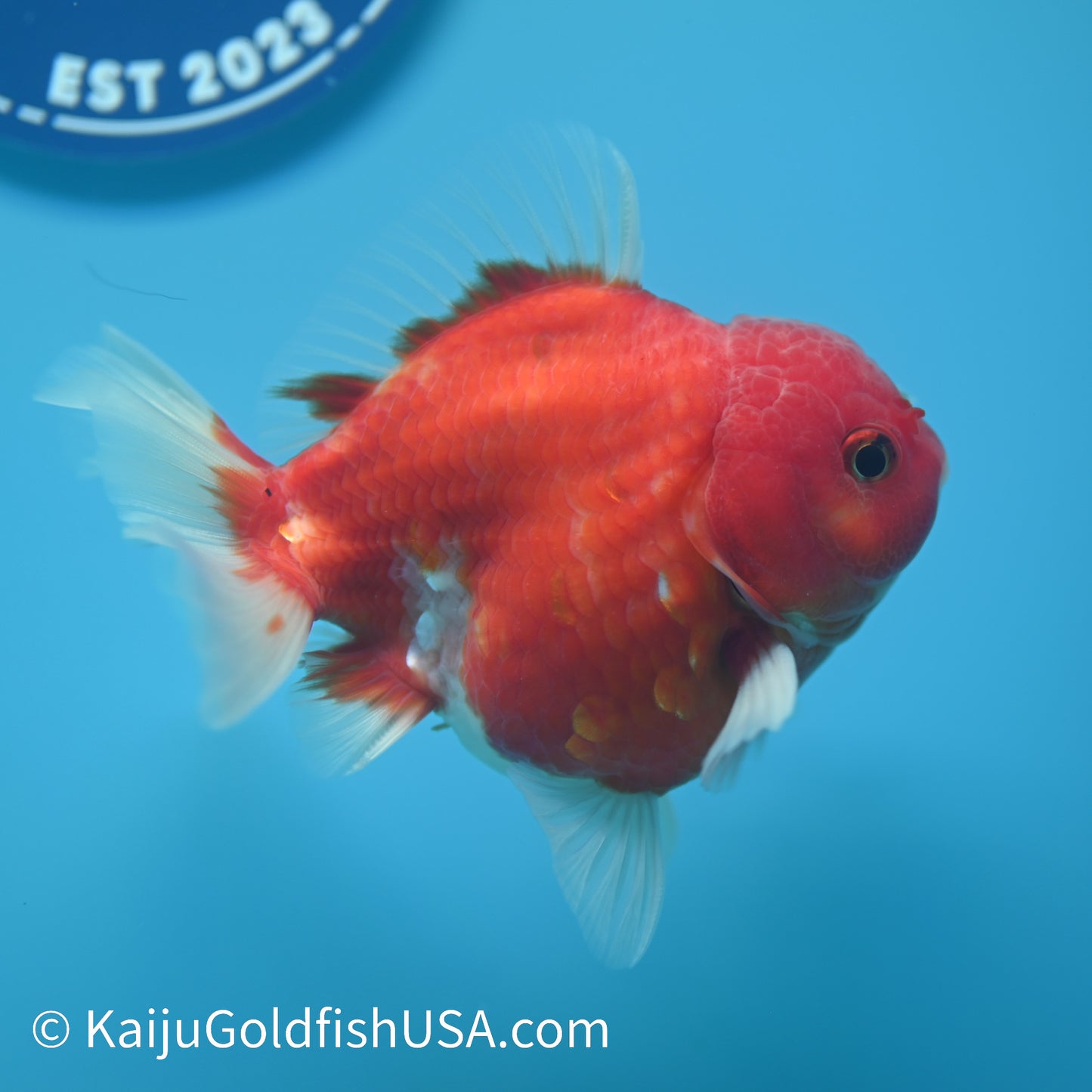 Sakura Short Tail Oranda 4-4.5 inches (240329_OR05) - Kaiju Goldfish USA