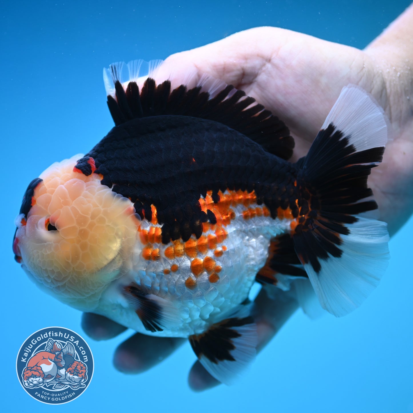 Jumbo Tricolor Oranda 5 inch Body (250905_OR05)