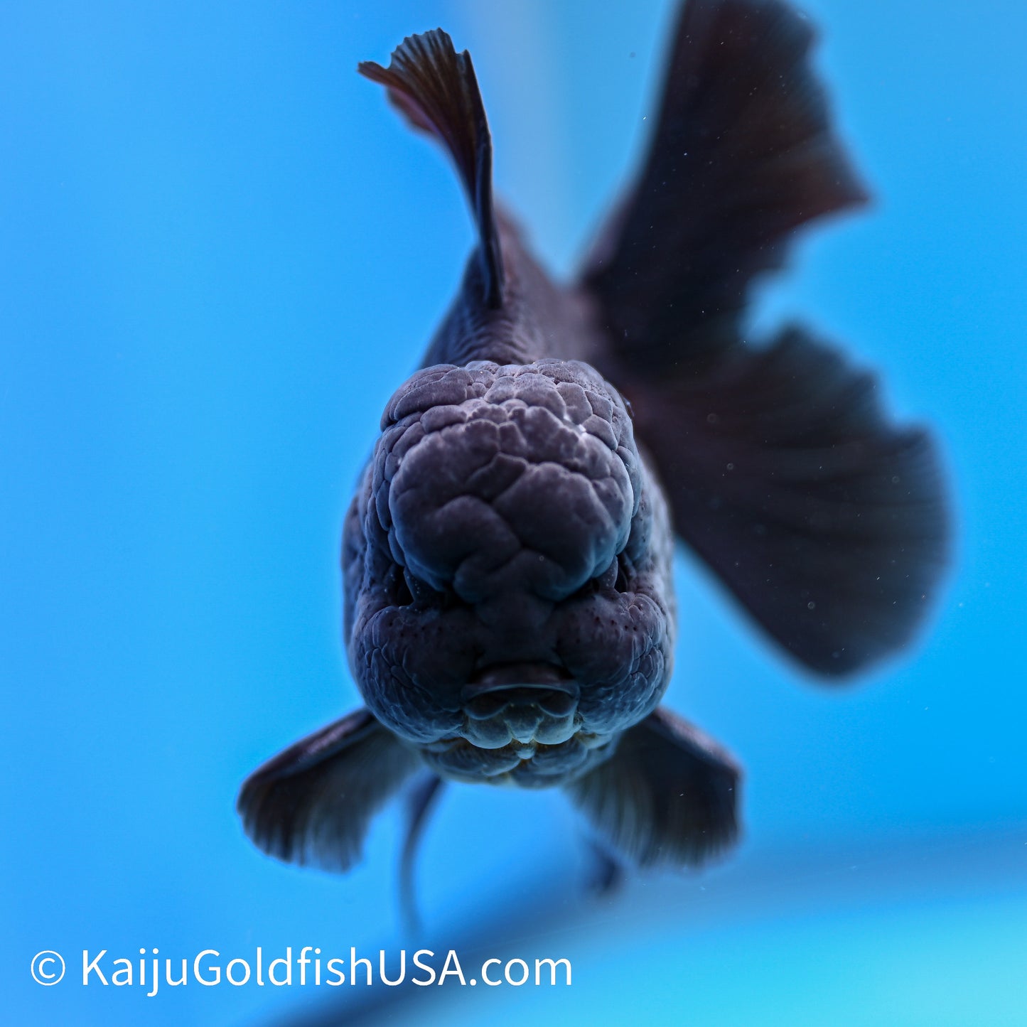 Jet Black Rose Tail Oranda 4.5-5 inches (240322_OR5) - Kaiju Goldfish USA