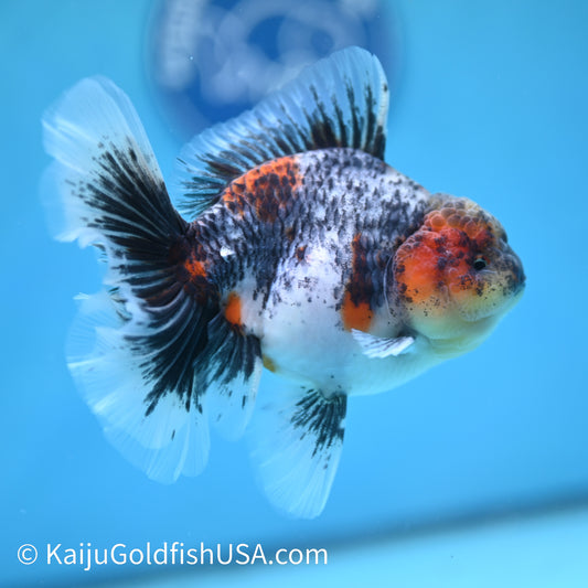 Kirin Rose Tail Oranda 5 inches (240412_OR5) - Kaiju Goldfish USA