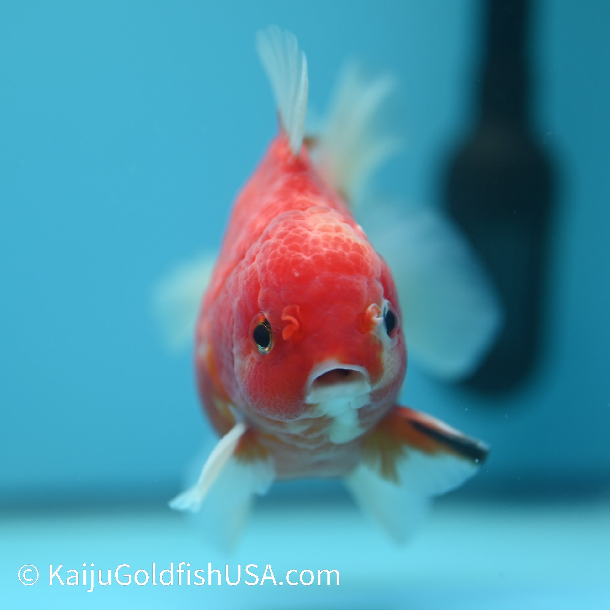 Sakura Short Tail Oranda 4-4.5 inches (240329_OR05) - Kaiju Goldfish USA