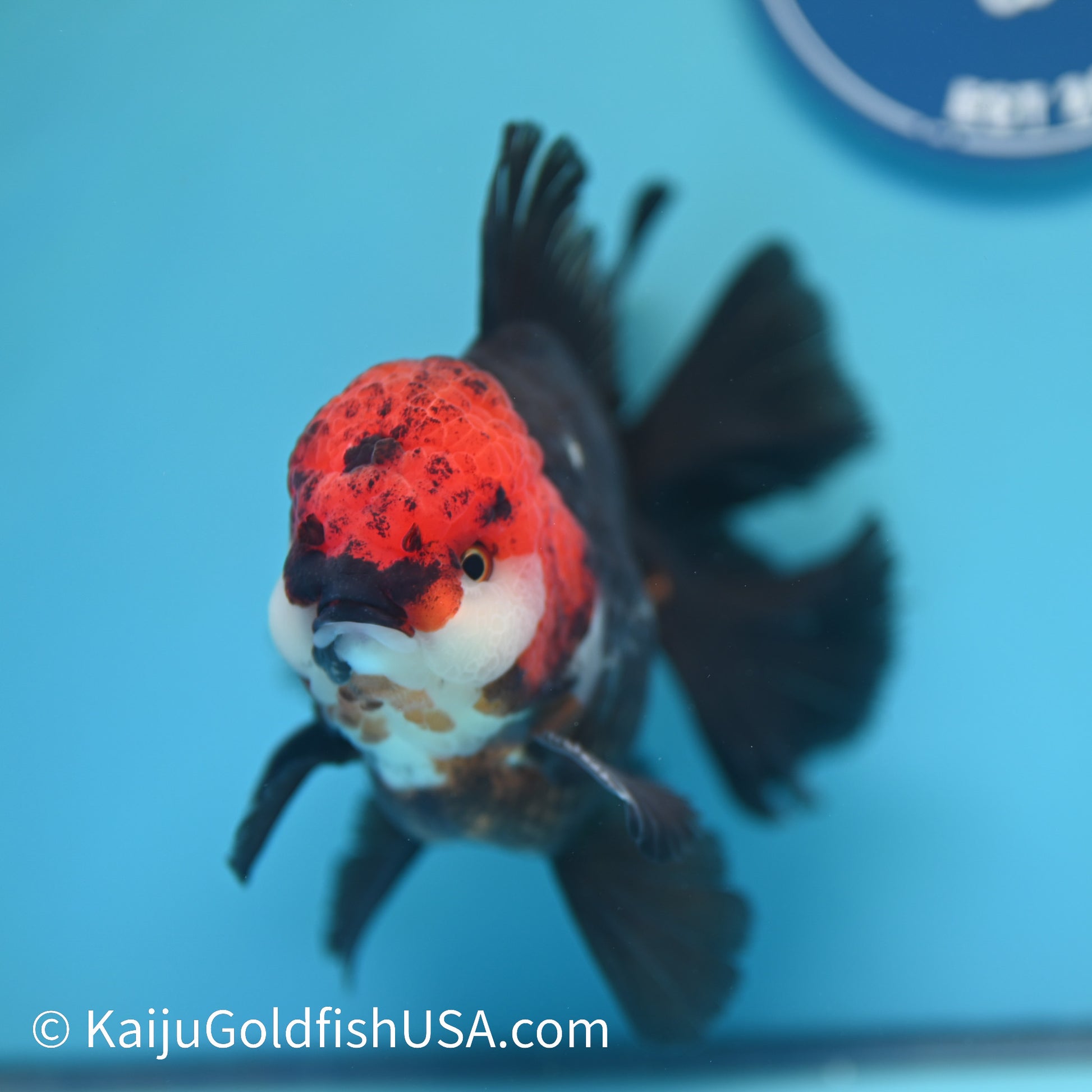 Jumbo Tricolor Rose Tail Oranda 6.5 inches(240503_OR05) - Kaiju Goldfish USA