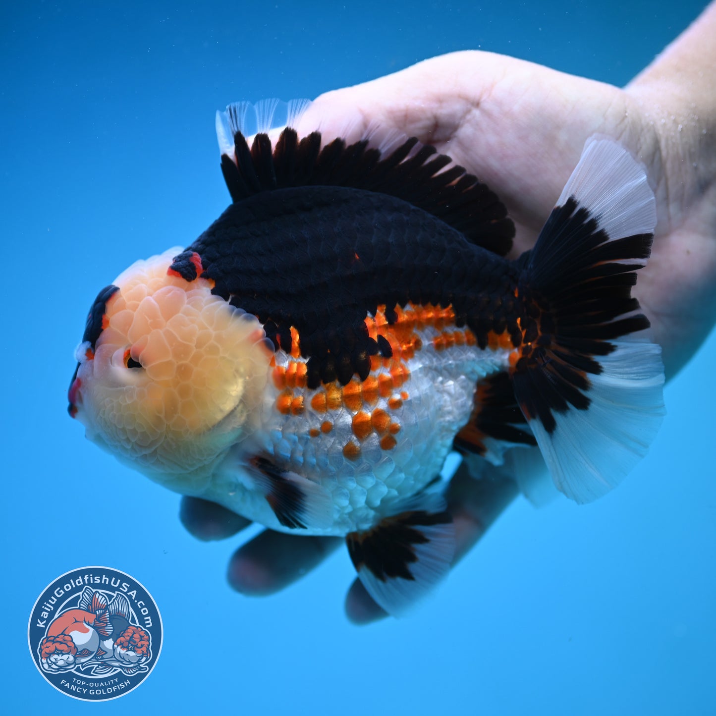 Jumbo Tricolor Oranda 5 inch Body (250905_OR05)