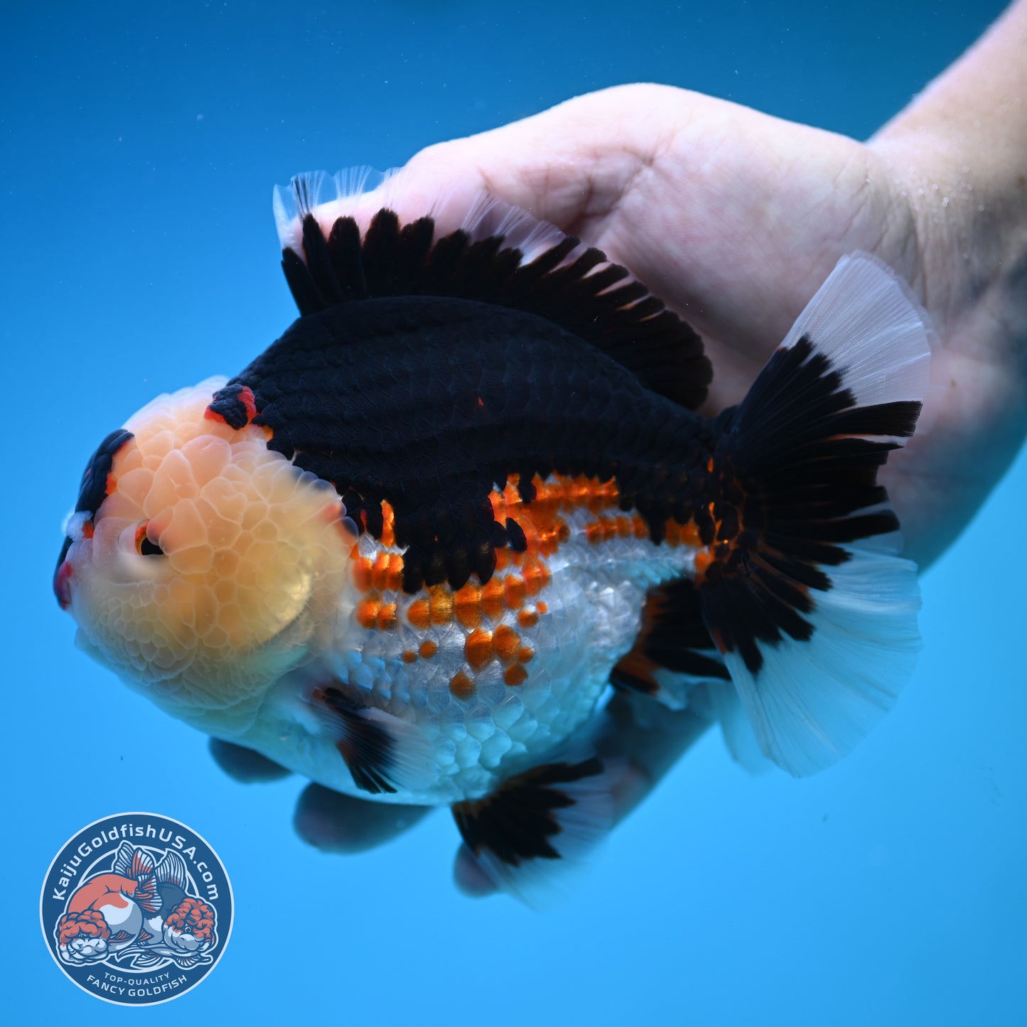 Jumbo Tricolor Oranda 5 inch Body (250905_OR05)