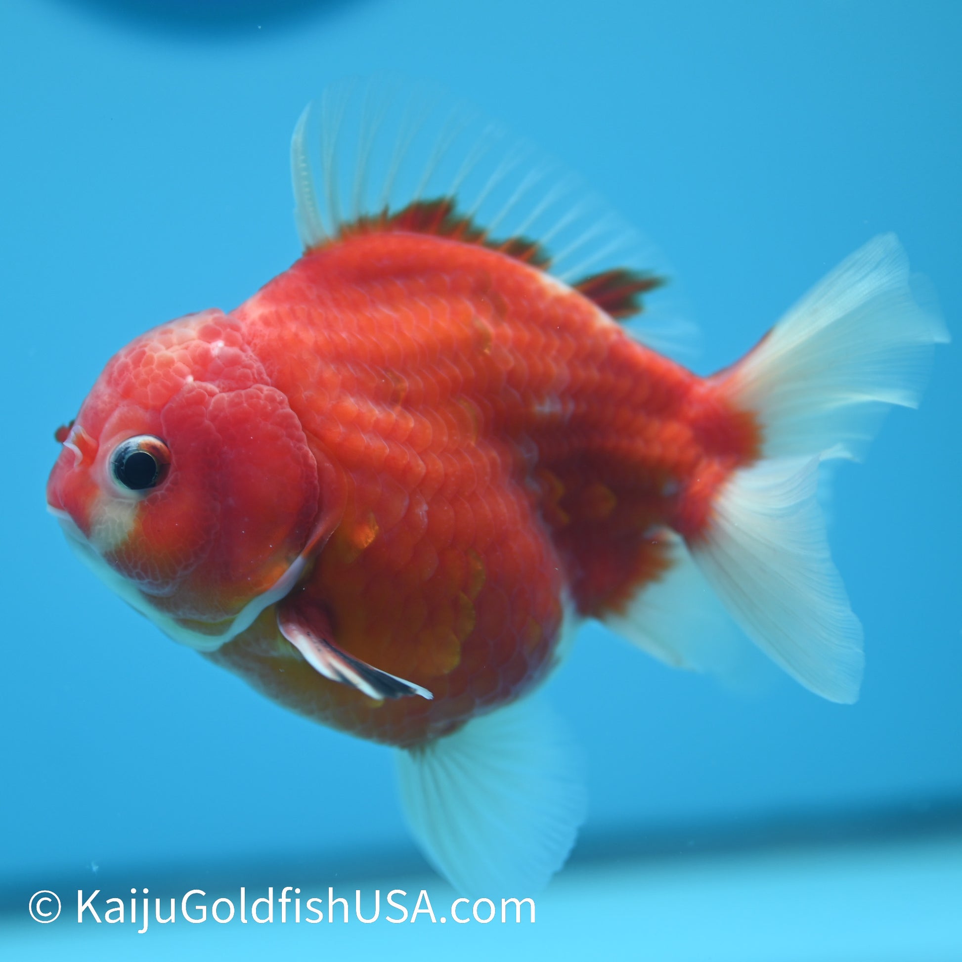 Sakura Short Tail Oranda 4-4.5 inches (240329_OR05) - Kaiju Goldfish USA