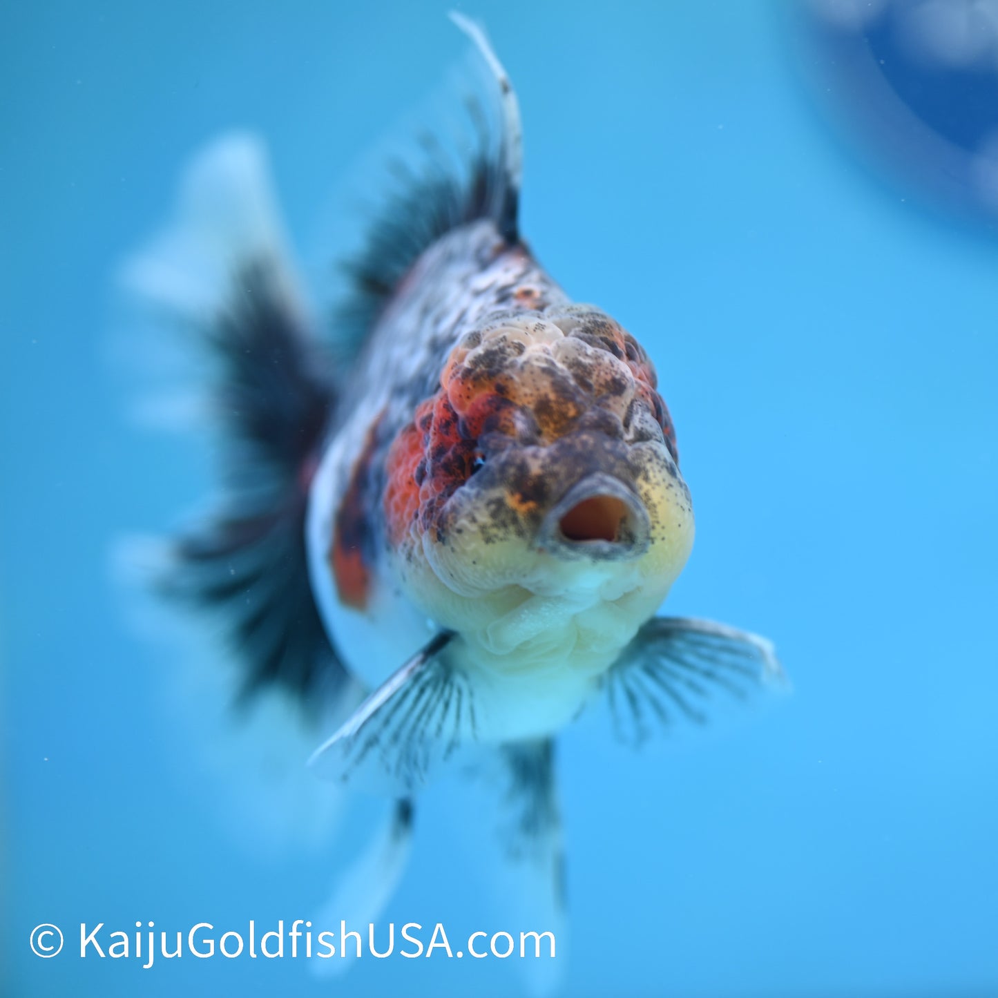 Kirin Rose Tail Oranda 5 inches (240412_OR5) - Kaiju Goldfish USA