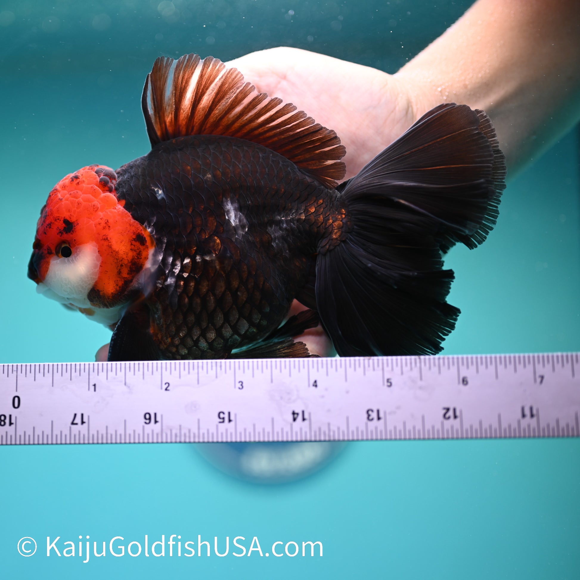 Jumbo Tricolor Rose Tail Oranda 6.5 inches(240503_OR05) - Kaiju Goldfish USA