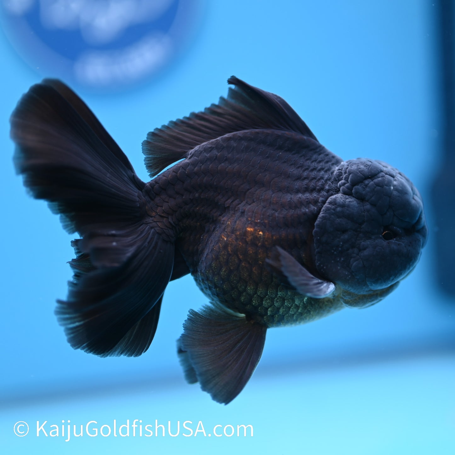 Jet Black Rose Tail Oranda 4.5-5 inches (240322_OR5) - Kaiju Goldfish USA