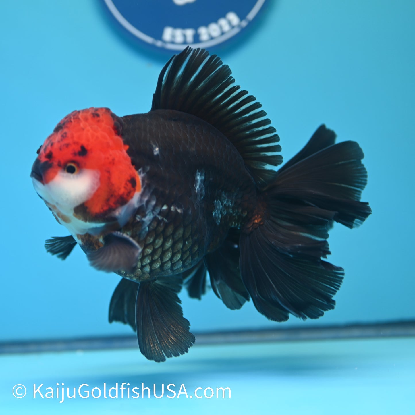 Jumbo Tricolor Rose Tail Oranda 6.5 inches(240503_OR05) - Kaiju Goldfish USA