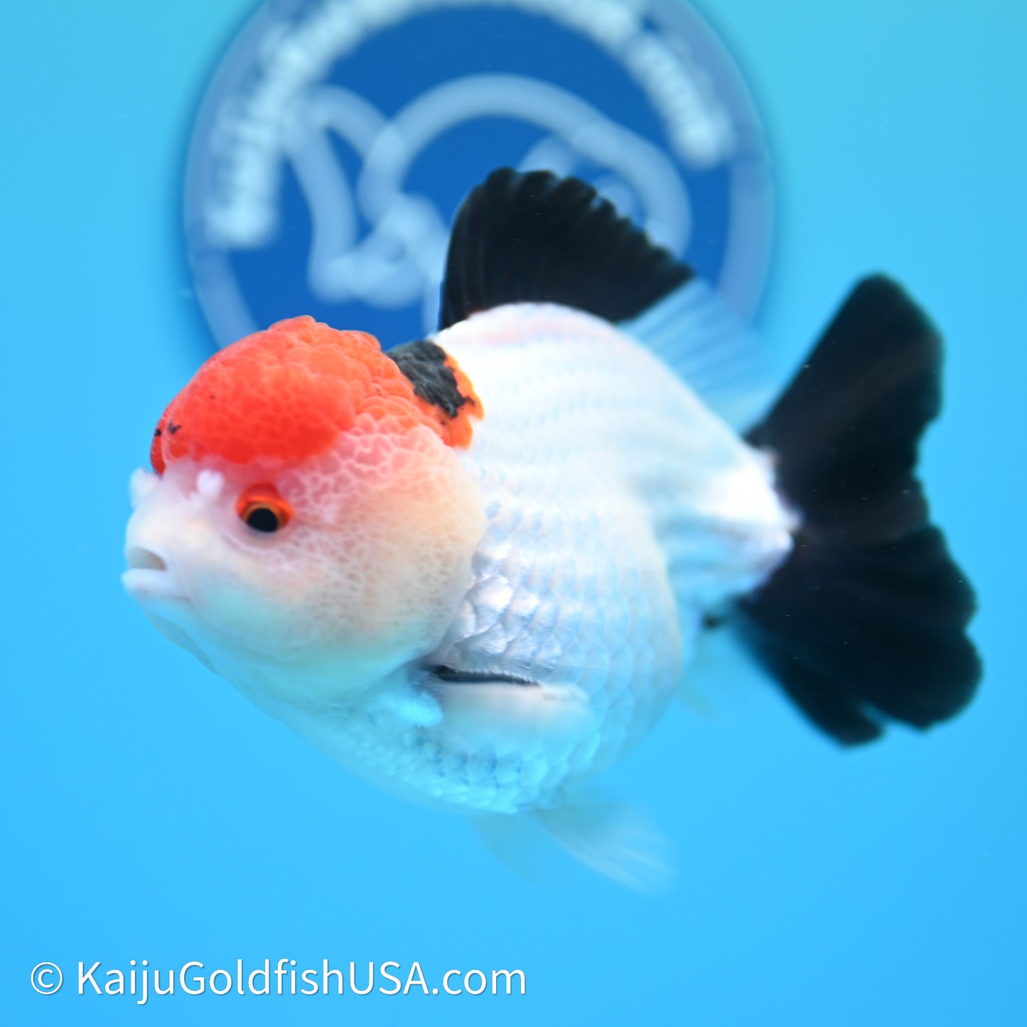 Red Cap Tricolor YuanBao Oranda 4in body (240607_OR05) - Kaiju Goldfish USA