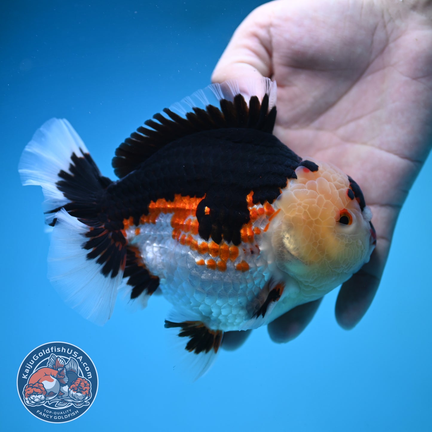 Jumbo Tricolor Oranda 5 inch Body (250905_OR05)