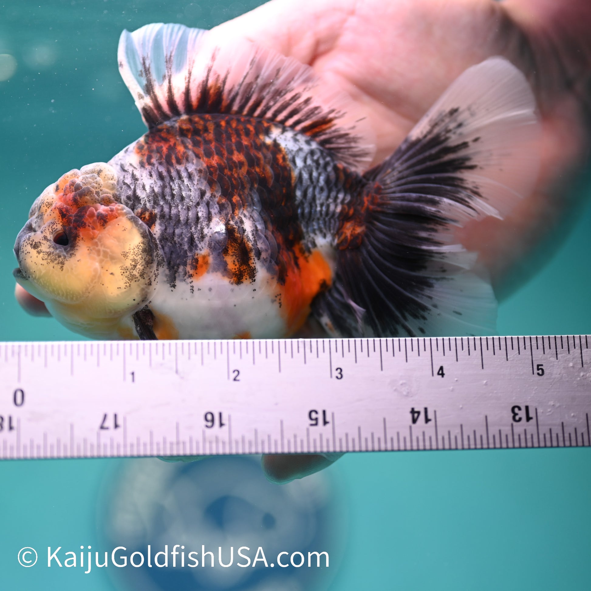 Kirin Rose Tail Oranda 5 inches (240412_OR5) - Kaiju Goldfish USA