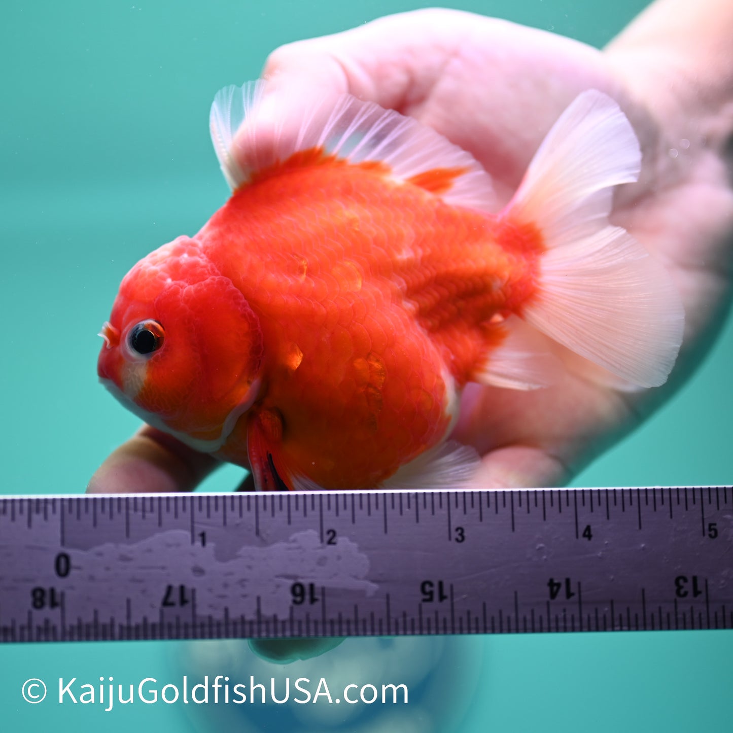 Sakura Short Tail Oranda 4-4.5 inches (240329_OR05) - Kaiju Goldfish USA