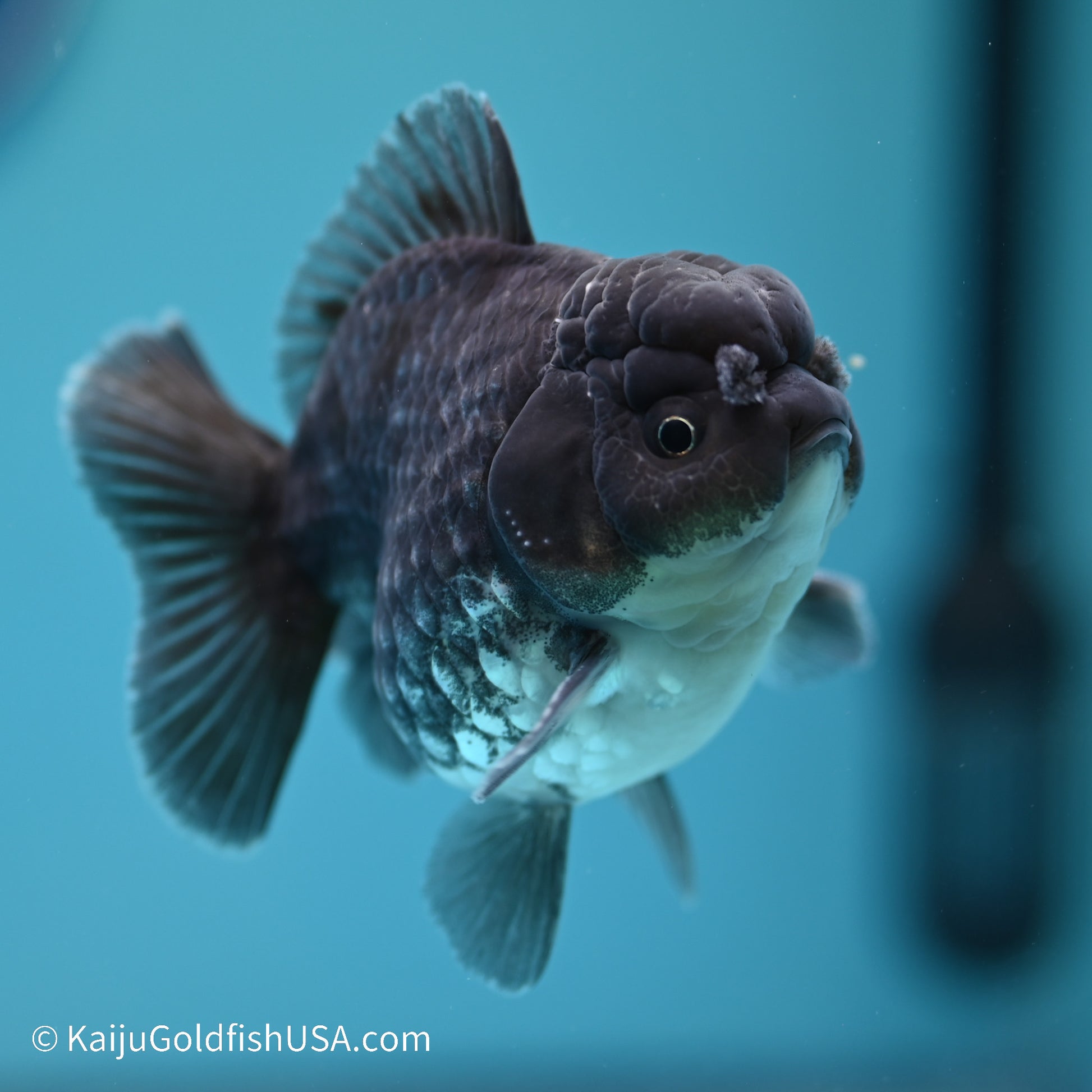 Blue Kirin YuanBao Oranda 3.5 inches (240517_OR05) - Kaiju Goldfish USA