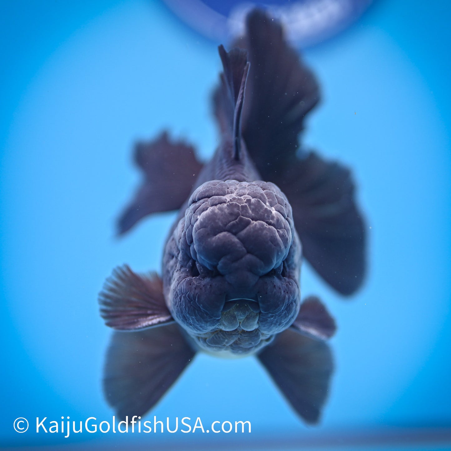 Jet Black Rose Tail Oranda 4.5-5 inches (240322_OR5) - Kaiju Goldfish USA