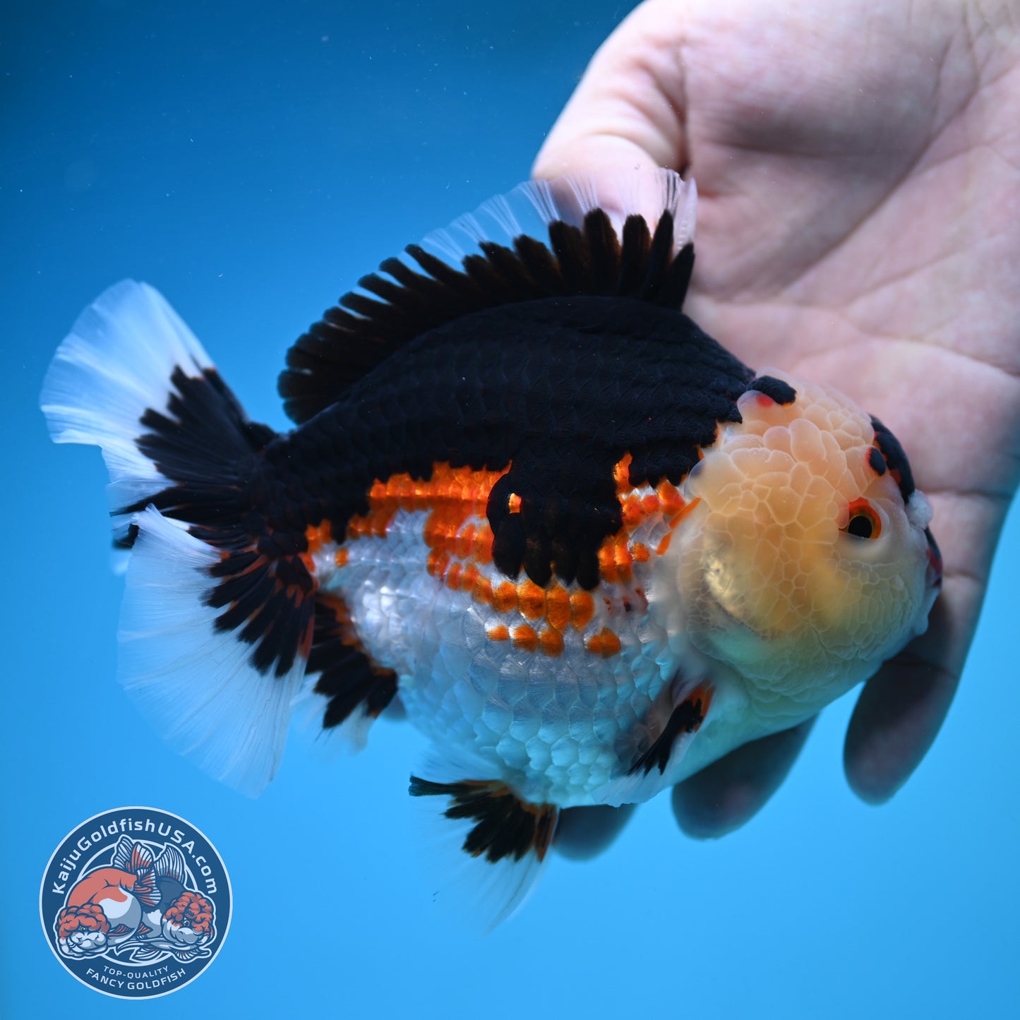 Jumbo Tricolor Oranda 5 inch Body (250905_OR05)