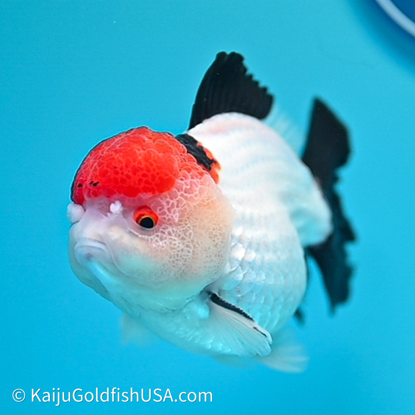 Red Cap Tricolor YuanBao Oranda 4in body (240607_OR05) - Kaiju Goldfish USA