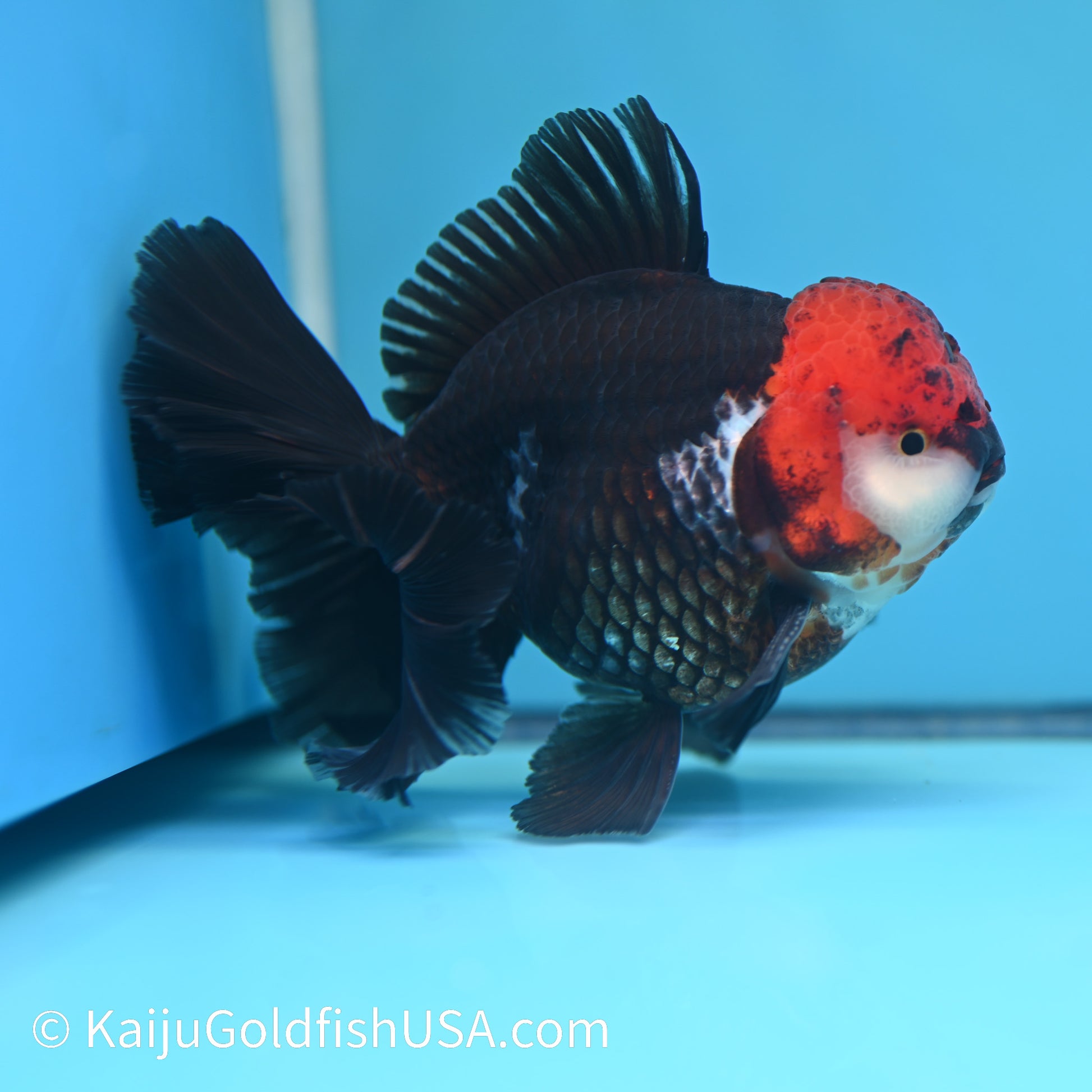 Jumbo Tricolor Rose Tail Oranda 6.5 inches(240503_OR05) - Kaiju Goldfish USA