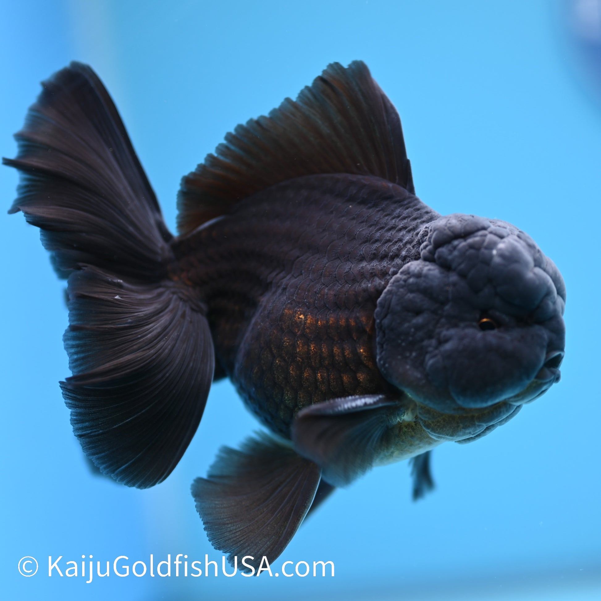 Jet Black Rose Tail Oranda 4.5-5 inches (240322_OR5) - Kaiju Goldfish USA