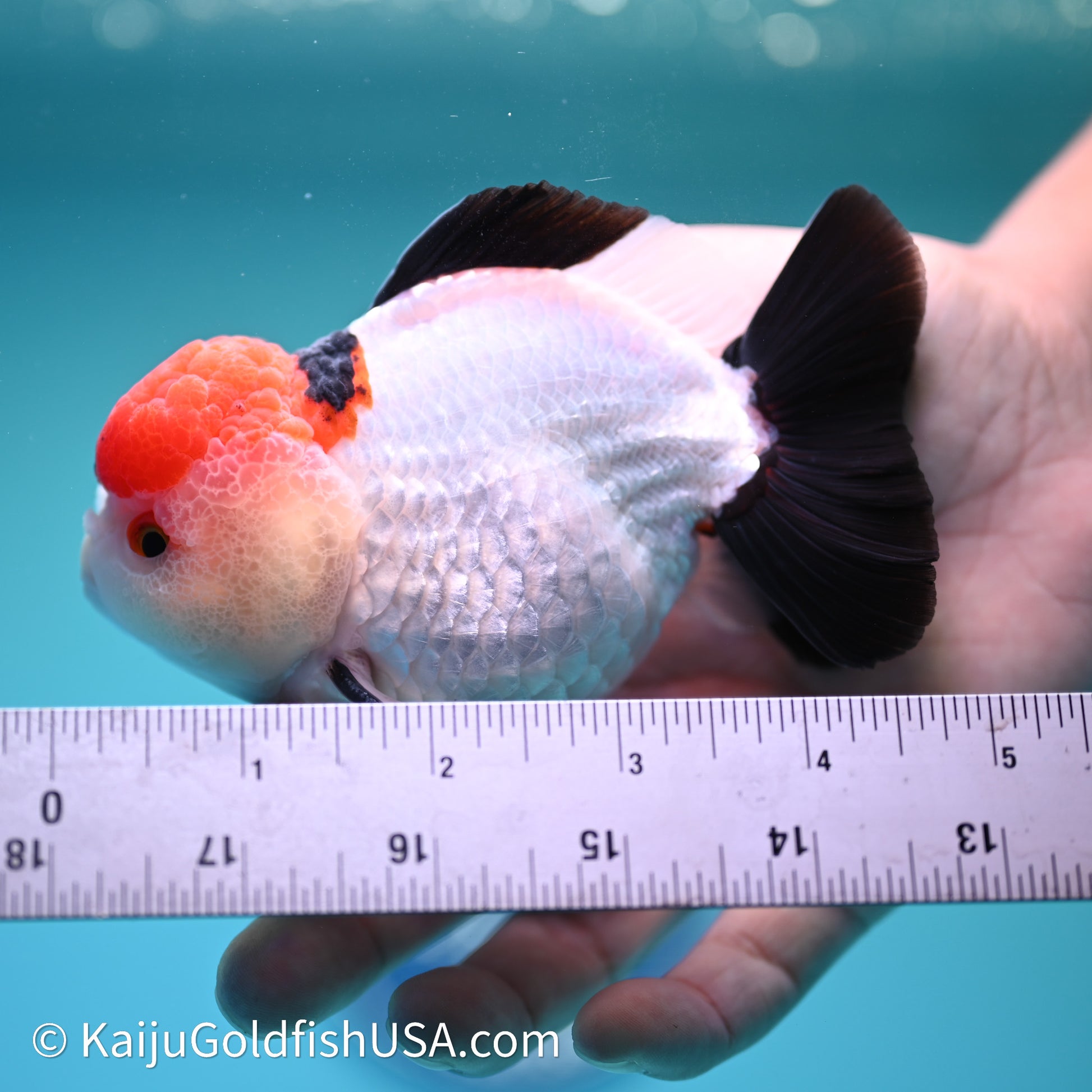 Red Cap Tricolor YuanBao Oranda 4in body (240607_OR05) - Kaiju Goldfish USA