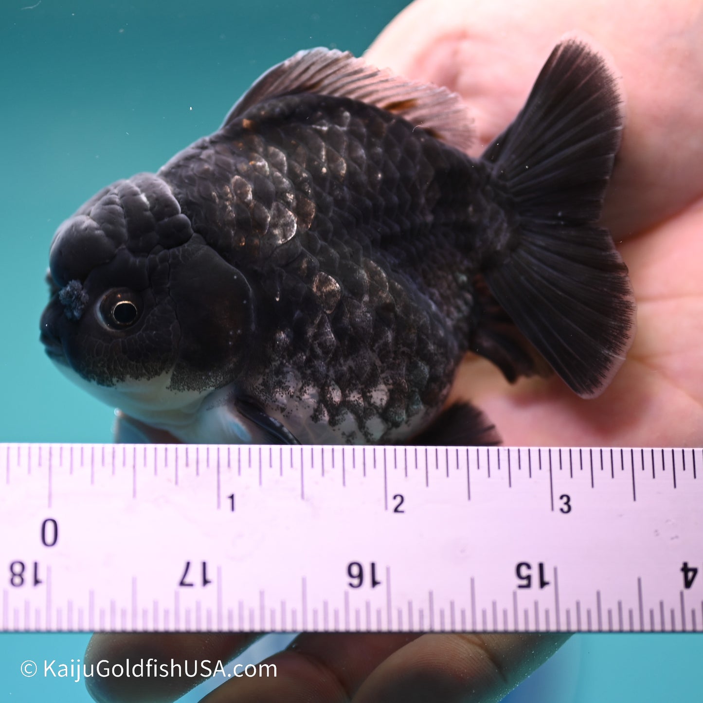Blue Kirin YuanBao Oranda 3.5 inches (240517_OR05) - Kaiju Goldfish USA