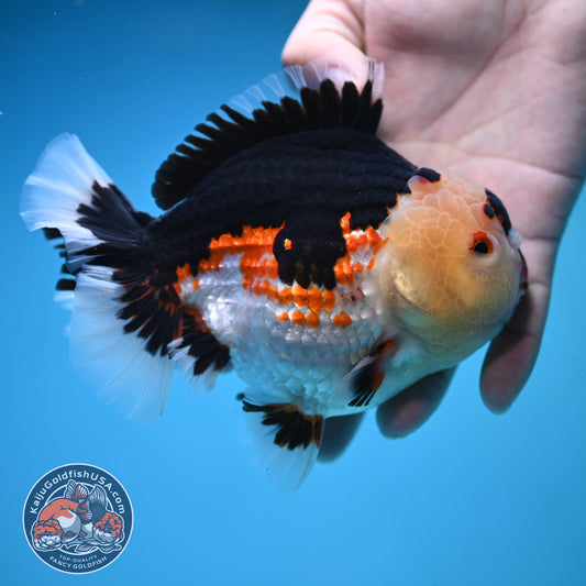 Jumbo Tricolor Oranda 5 inch Body (250905_OR05)