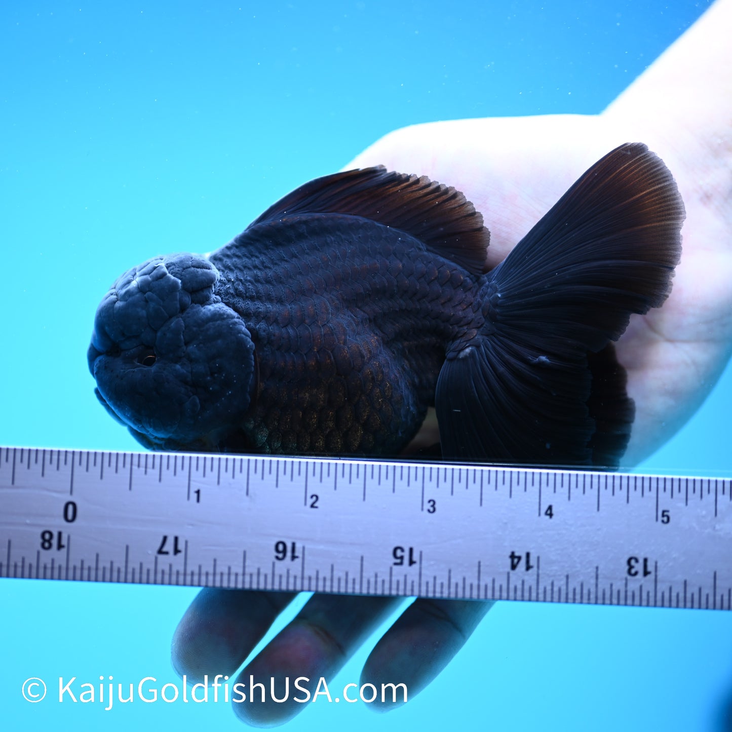 Jet Black Rose Tail Oranda 4.5-5 inches (240322_OR5) - Kaiju Goldfish USA