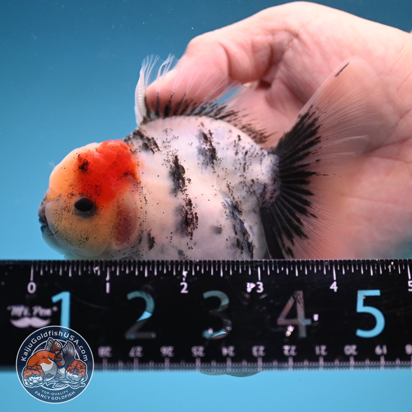 Tricolor White Tiger Rose Tail Oranda 3.5 inch Body (250822_OR05)