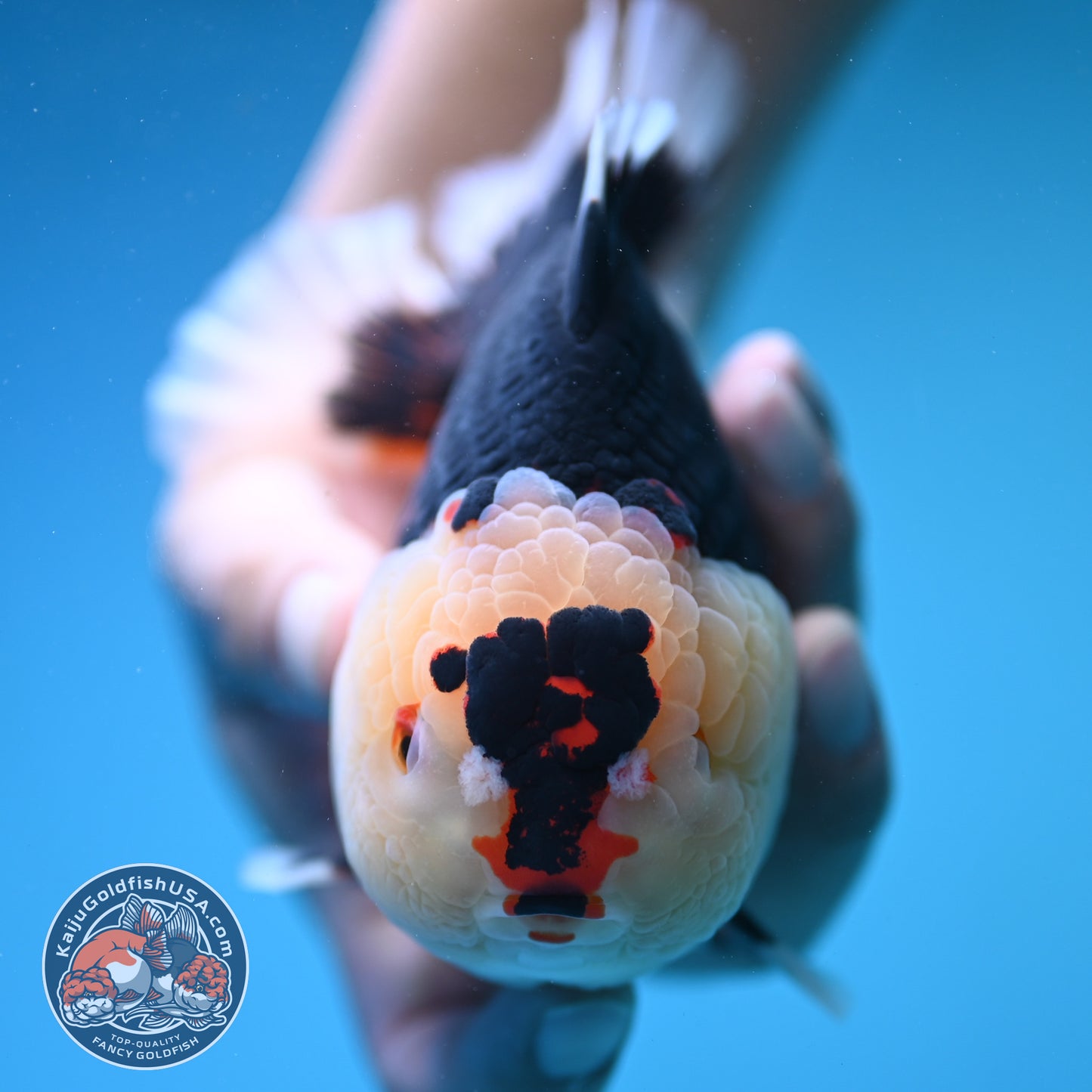 Jumbo Tricolor Oranda 5 inch Body (250905_OR05)