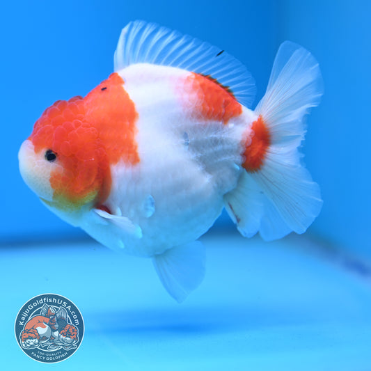 Sakura Oranda 4 inch Body (250613_OR05)