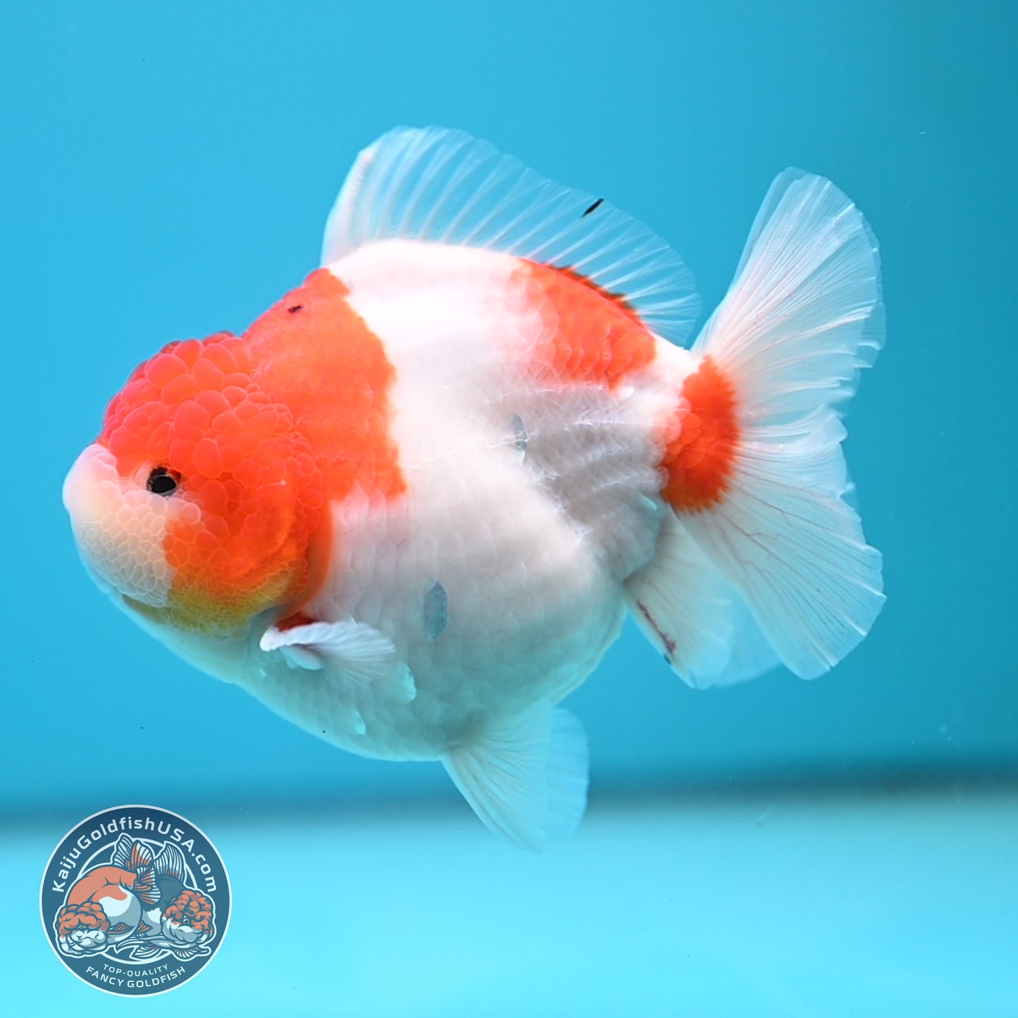 Sakura Oranda 4 inch Body (250613_OR05)