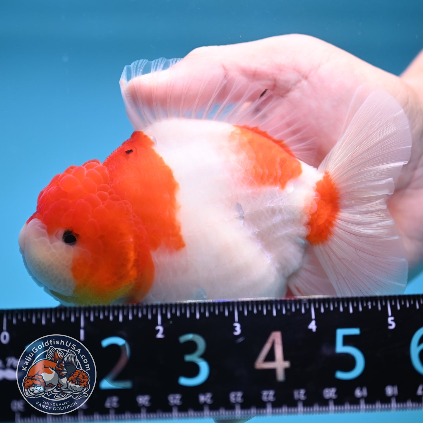 Sakura Oranda 4 inch Body (250613_OR05)