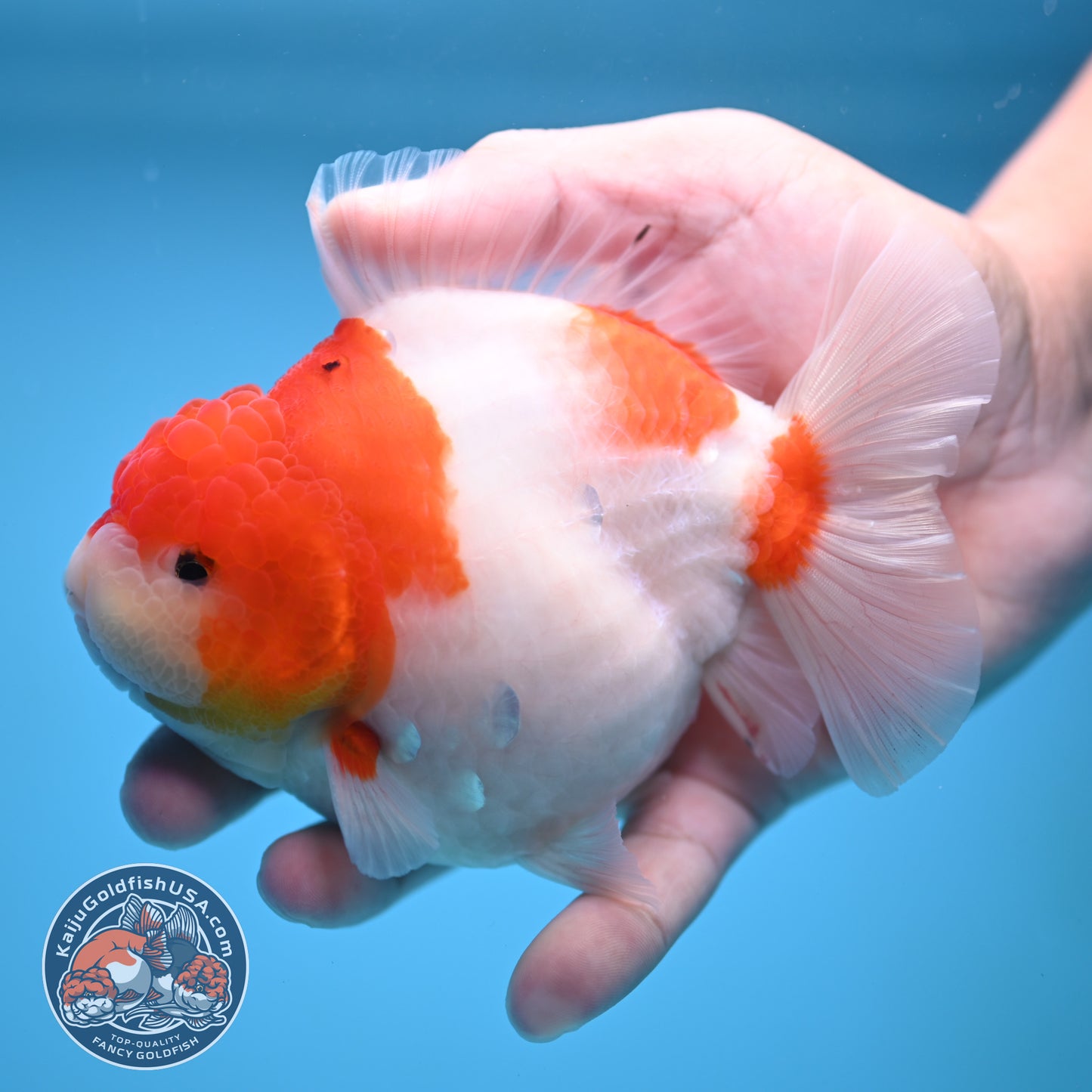Sakura Oranda 4 inch Body (250613_OR05)