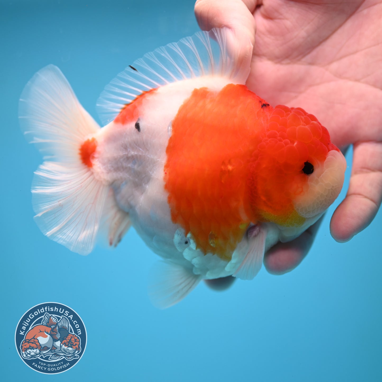 Sakura Oranda 4 inch Body (250613_OR05)