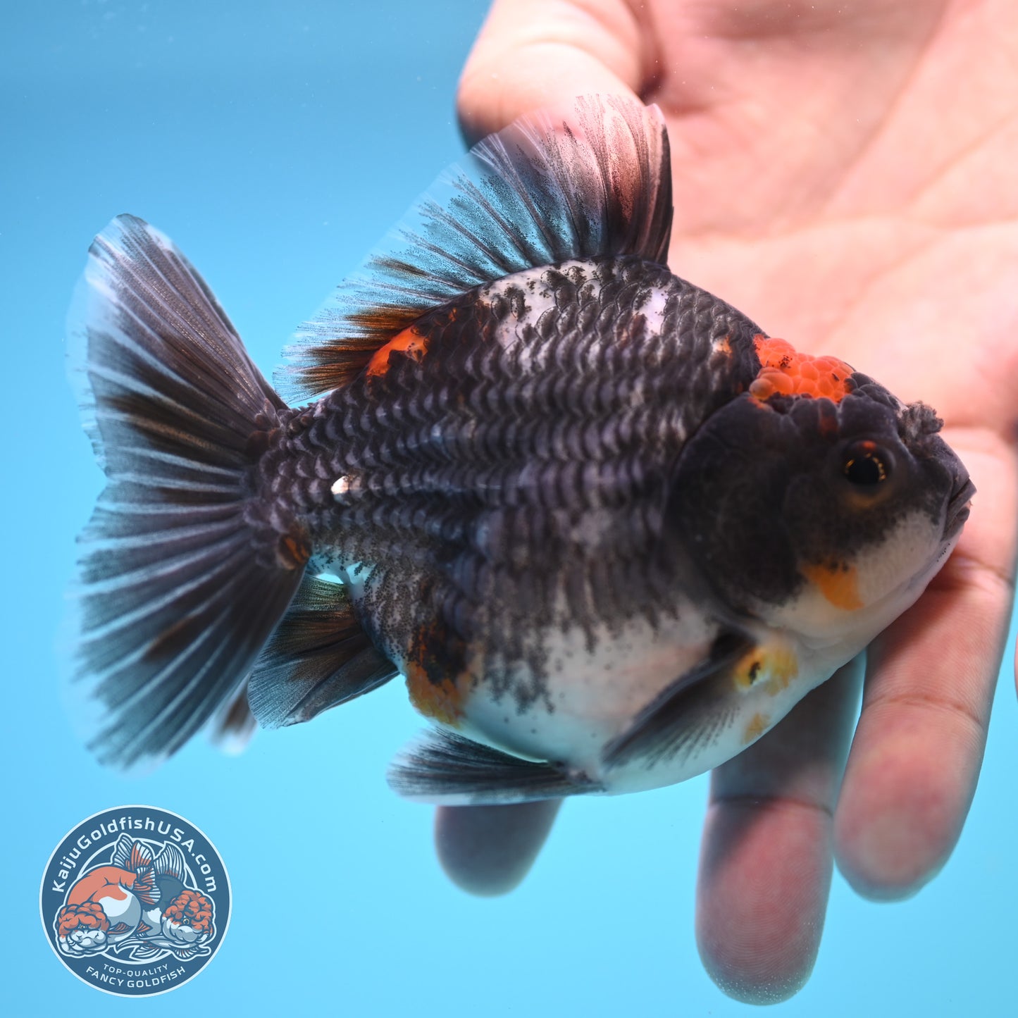Shogun Kirin Oranda 4 inch Body (250815_OR05)