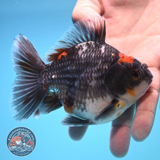 Shogun Kirin Oranda 4 inch Body (250815_OR05)