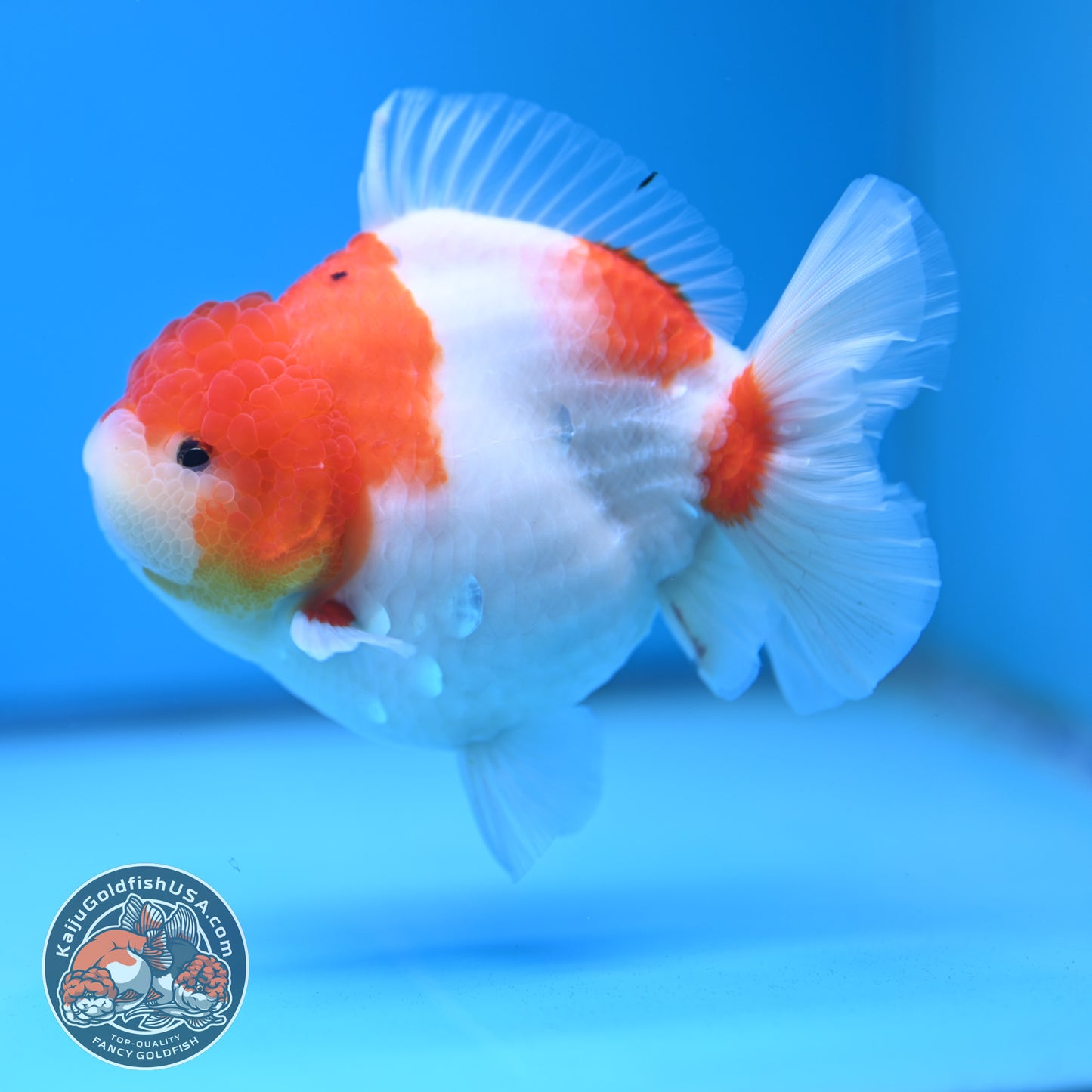 Sakura Oranda 4 inch Body (250613_OR05)
