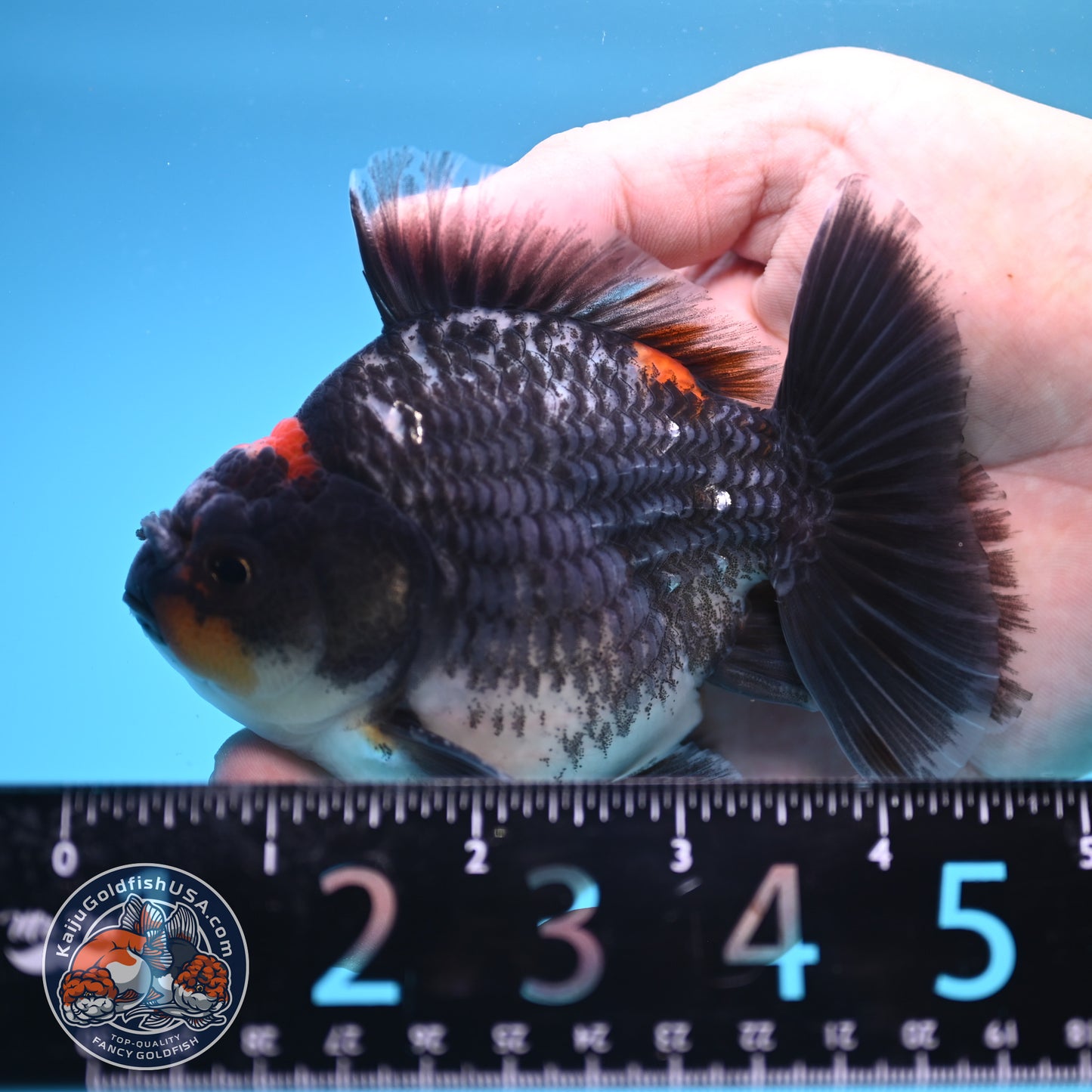 Shogun Kirin Oranda 4 inch Body (250815_OR05)