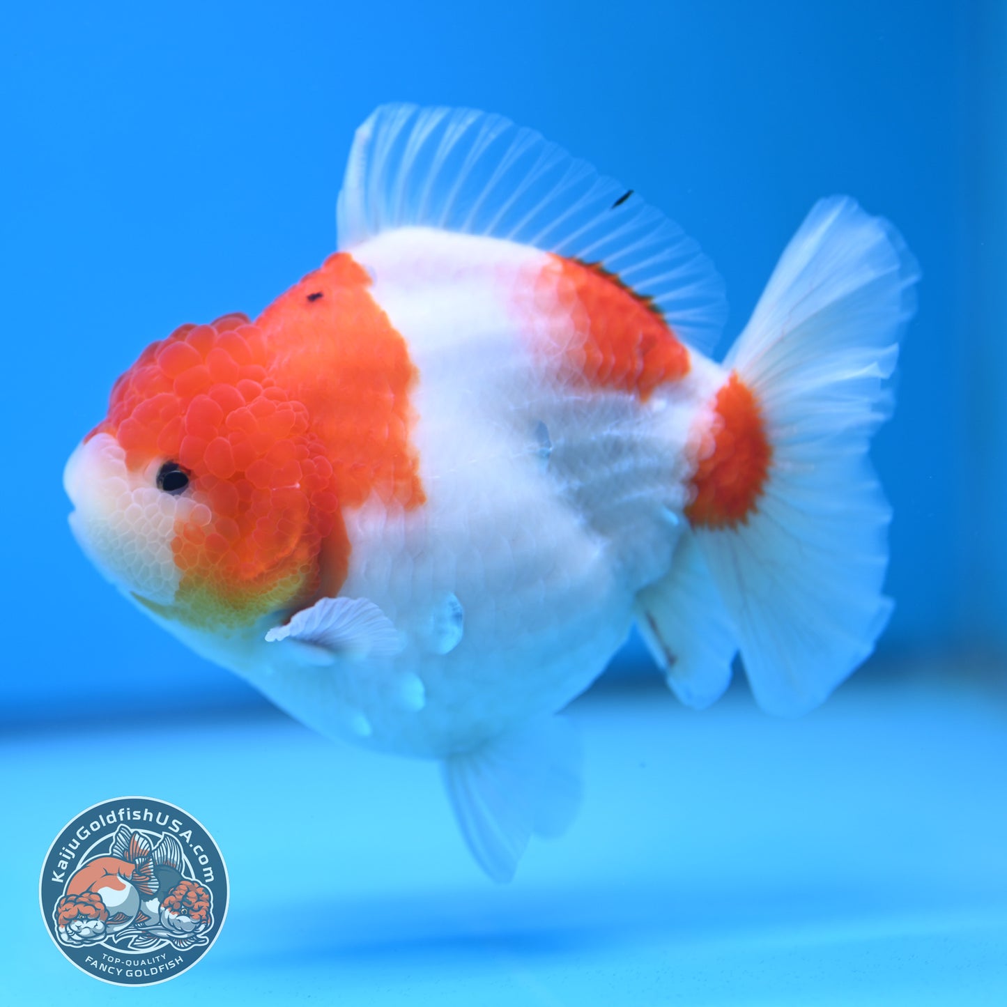 Sakura Oranda 4 inch Body (250613_OR05)
