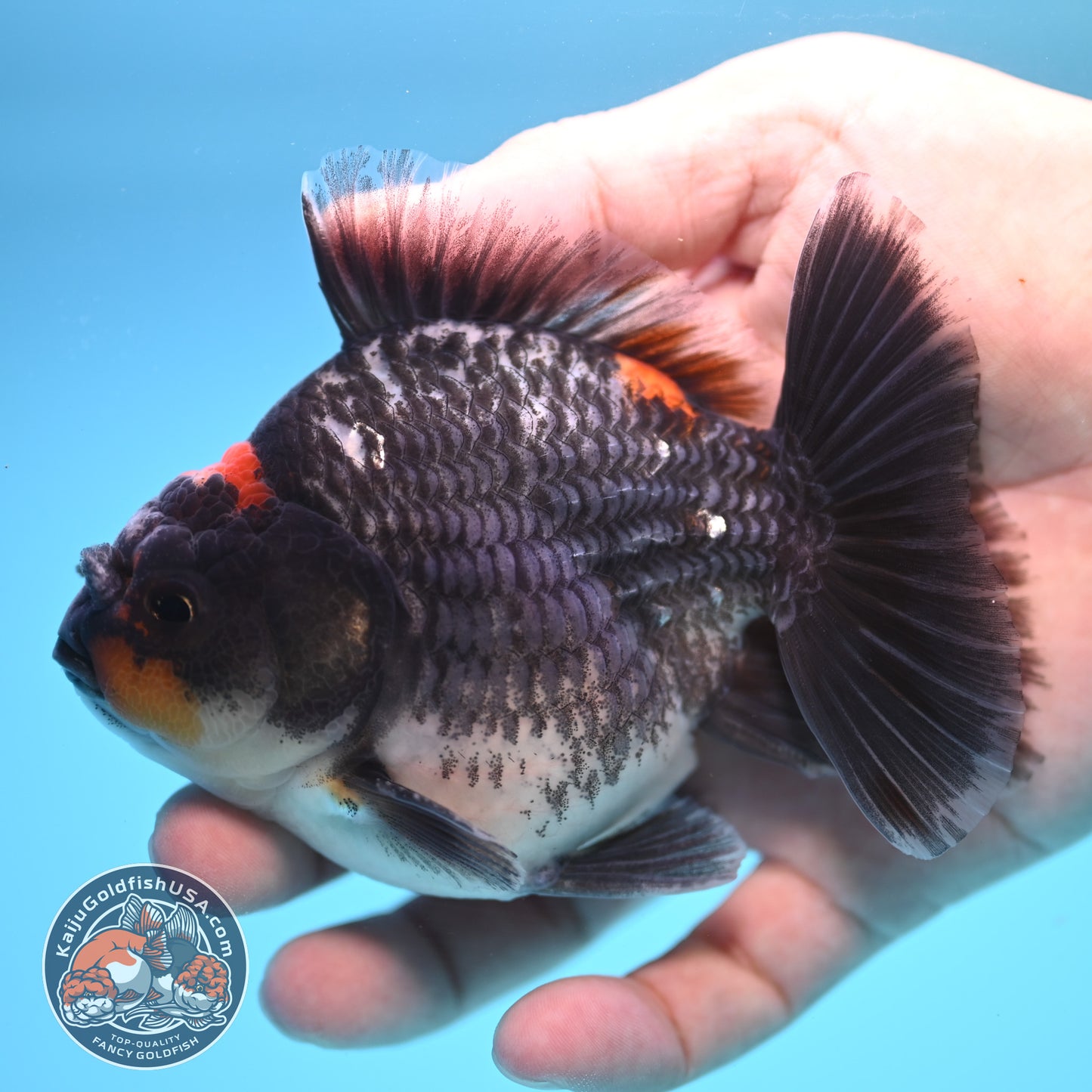 Shogun Kirin Oranda 4 inch Body (250815_OR05)