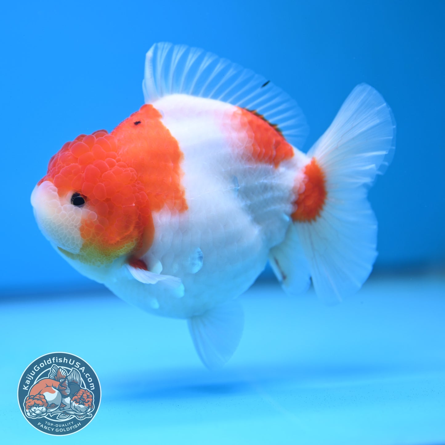 Sakura Oranda 4 inch Body (250613_OR05)